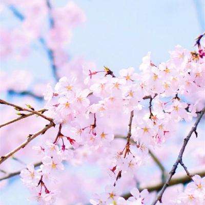 彩神8官网下载手机版截图